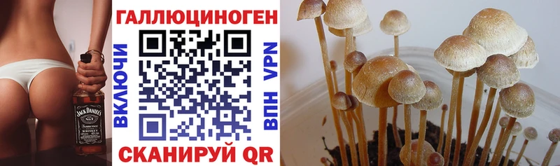 Псилоцибиновые грибы MAGIC MUSHROOMS  купить наркотики цена  Нея 